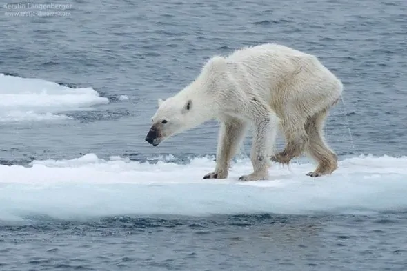 A starving polar bear searches for food